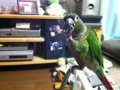 [Conure][ウロコインコ]