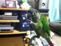 [Conure][ウロコインコ]