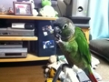 [Conure][ウロコインコ]