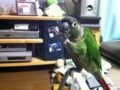 [Conure][ウロコインコ]