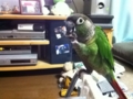 [Conure][ウロコインコ]