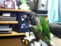 [Conure][ウロコインコ]
