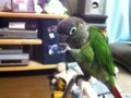 [Conure][ウロコインコ]
