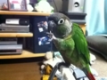 [Conure][ウロコインコ]