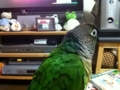 [Conure][ウロコインコ]