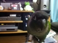 [Conure][ウロコインコ]