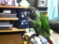 [Conure][ウロコインコ]