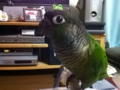 [Conure][ウロコインコ]