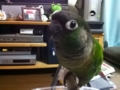 [Conure][ウロコインコ]