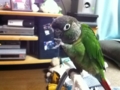 [Conure][ウロコインコ]