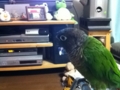 [Conure][ウロコインコ]