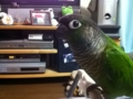 [Conure][ウロコインコ]