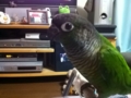 [Conure][ウロコインコ]