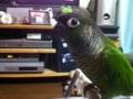 [Conure][ウロコインコ]