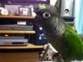 [Conure][ウロコインコ]