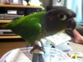 [Conure][ウロコインコ]