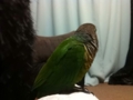 [Conure][ウロコインコ]