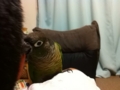 [Conure][ウロコインコ]