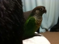 [Conure][ウロコインコ]