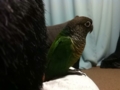 [Conure][ウロコインコ]
