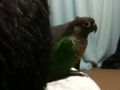 [Conure][ウロコインコ]