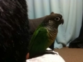 [Conure][ウロコインコ]