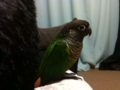 [Conure][ウロコインコ]