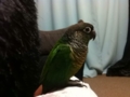 [Conure][ウロコインコ]