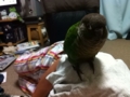 [Conure][ウロコインコ]