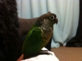 [Conure][ウロコインコ]