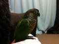 [Conure][ウロコインコ]
