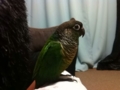[Conure][ウロコインコ]
