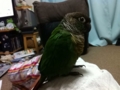 [Conure][ウロコインコ]