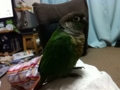 [Conure][ウロコインコ]