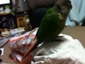 [Conure][ウロコインコ]