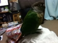[Conure][ウロコインコ]