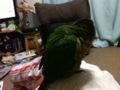 [Conure][ウロコインコ]