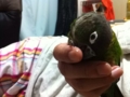 [Conure][ウロコインコ]