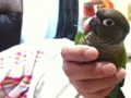 [Conure][ウロコインコ]