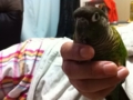 [Conure][ウロコインコ]