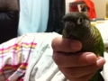 [Conure][ウロコインコ]