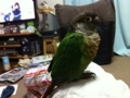 [Conure][ウロコインコ]