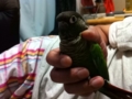 [Conure][ウロコインコ]