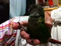 [Conure][ウロコインコ]