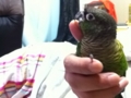 [Conure][ウロコインコ]