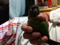 [Conure][ウロコインコ]