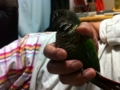[Conure][ウロコインコ]