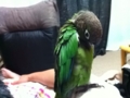 [Conure][ウロコインコ]