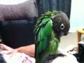 [Conure][ウロコインコ]