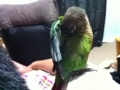 [Conure][ウロコインコ]